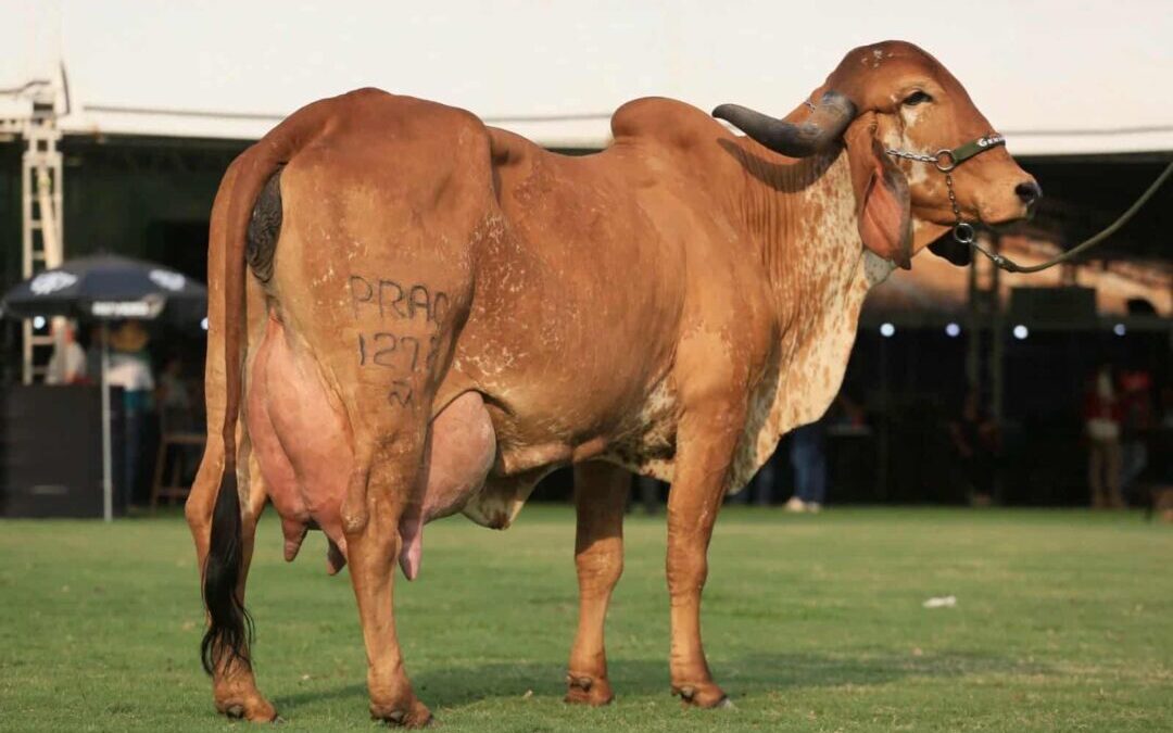 Torneio reúne vacas de alto desempenho leiteiro durante feira agropecuária em São Paulo