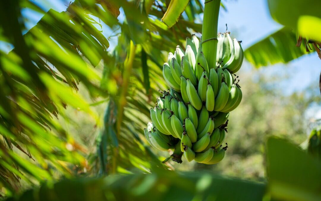 Com marketing o agrotropical será sucesso mundial