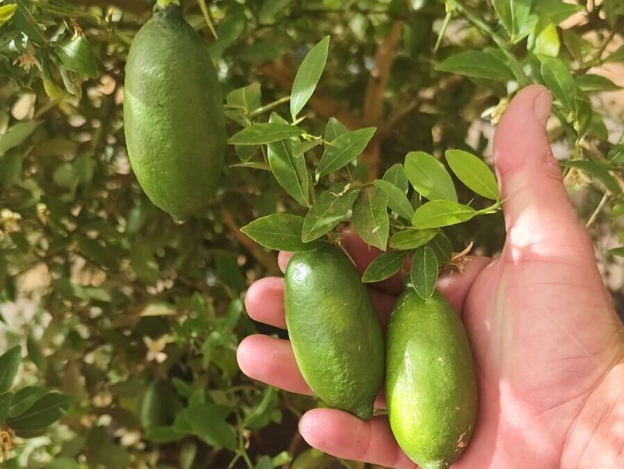 Fruta gourmet que pode valer até R$ 1,2 mil o quilo ganha primeira variedade brasileira