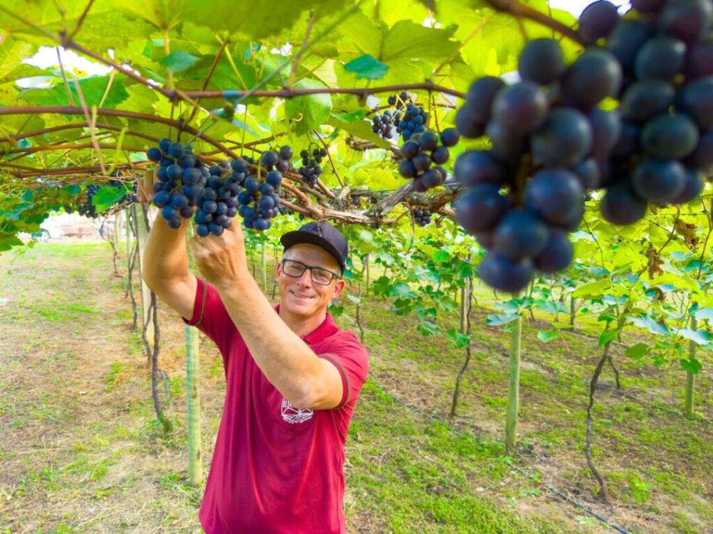 UVA, CAFÉ E FOGÃO A LENHA — O parreiral de Giovani Rigoni é um dos símbolos da região. Com cerca de 1.200 pés entre as variedades Niagara e Isabel Precoce, a propriedade colhe em média de 8 a 10 toneladas por ano e, durante o festival, abre as portas para o Colhe e Pague, experiência que aproxima o visitante urbano no trabalho do campo.