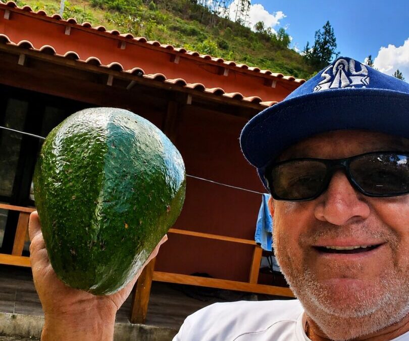 Um abacate que vale por 10: fruto com 2,4 quilos é colhido no Espírito Santo