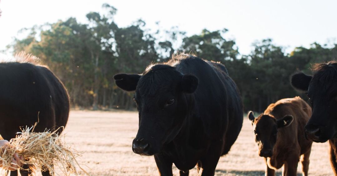 Nutrição animal: como montar uma dieta equilibrada para o gado